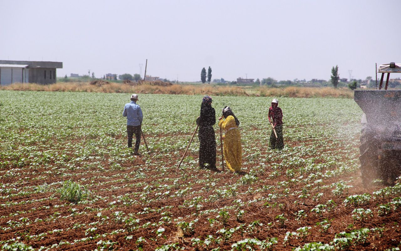 Tarım işçilerinin 50 derece sıcaklıkta 50 lira yevmiye ile zorlu mücadelesi