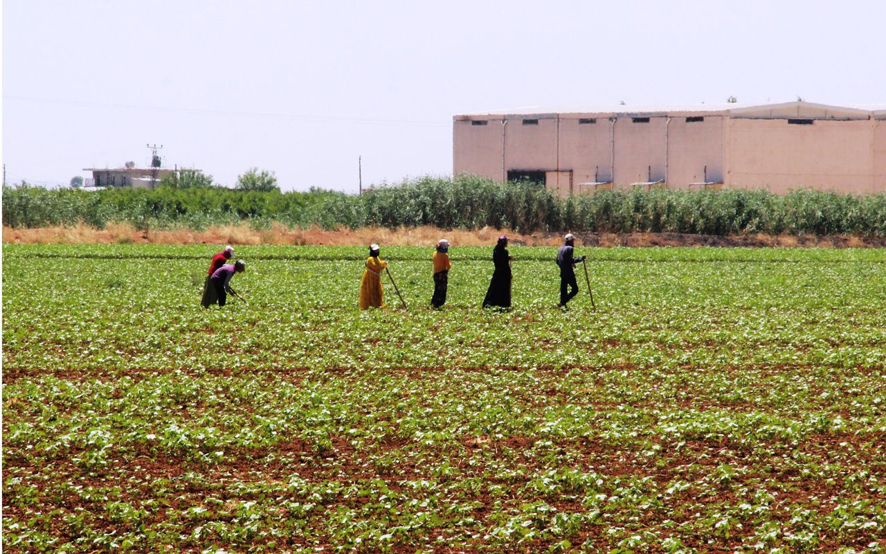 Tarım işçilerinin 50 derece sıcaklıkta 50 lira yevmiye ile zorlu mücadelesi