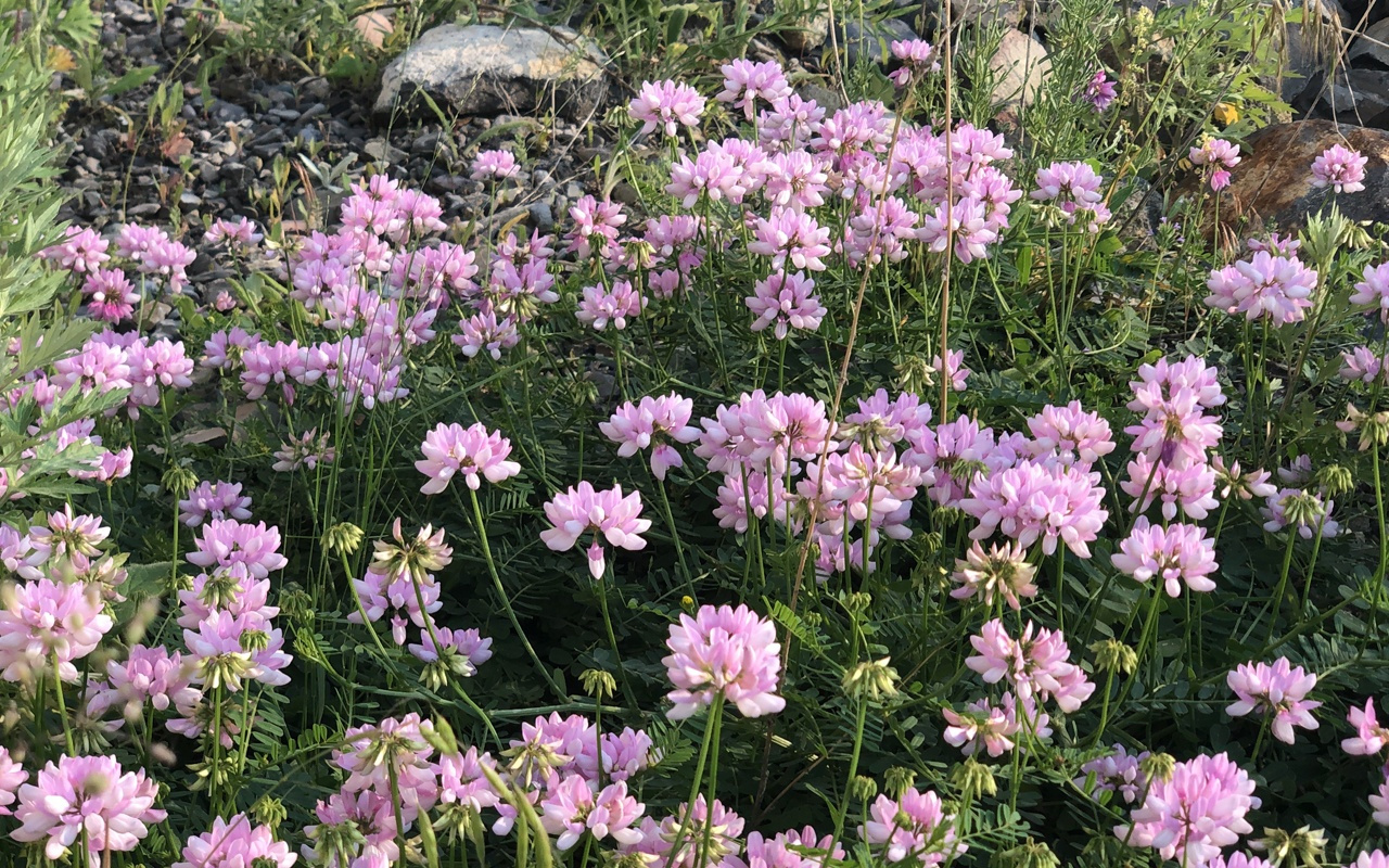 Kars'ta kartpostallık görüntüler ortaya çıktı, rengarenk çiçekler