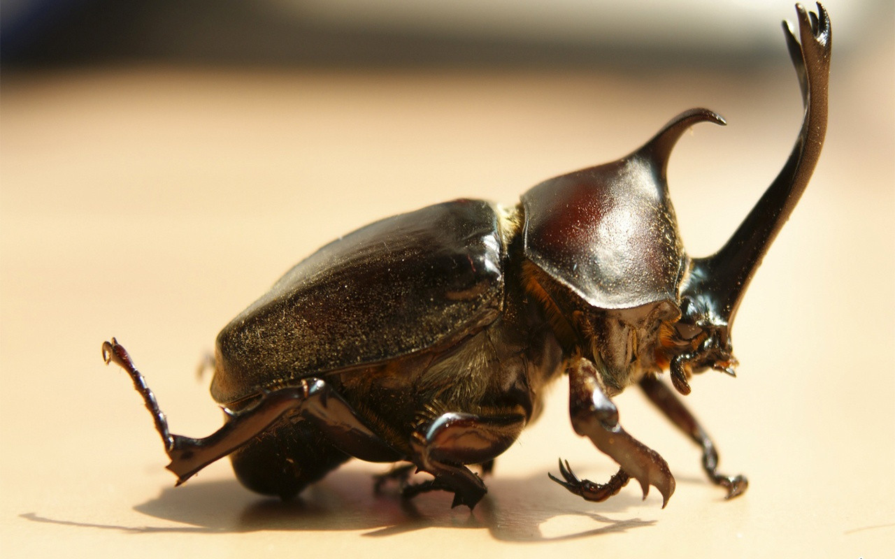 Tokat'ta ağırlığının 850 kat fazlasını taşıyabilen gergedan böceği bulundu