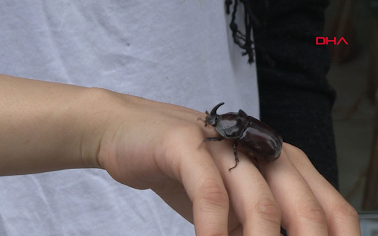Tokat'ta gergedan böceği bulundu