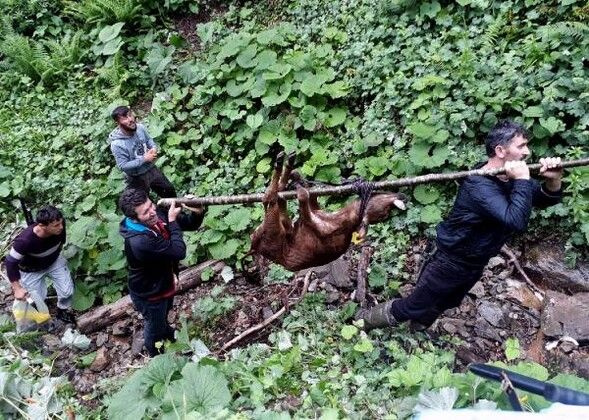 Trabzon'da yaylaya kurt indi! Köylüler sokağa çıkmaya korkuyor