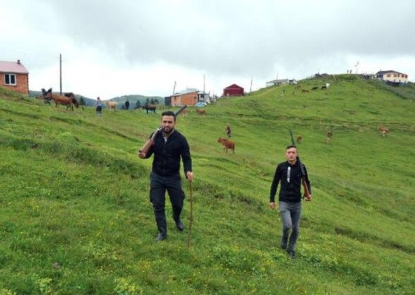 Trabzon'da yaylaya kurt indi! Köylüler sokağa çıkmaya korkuyor