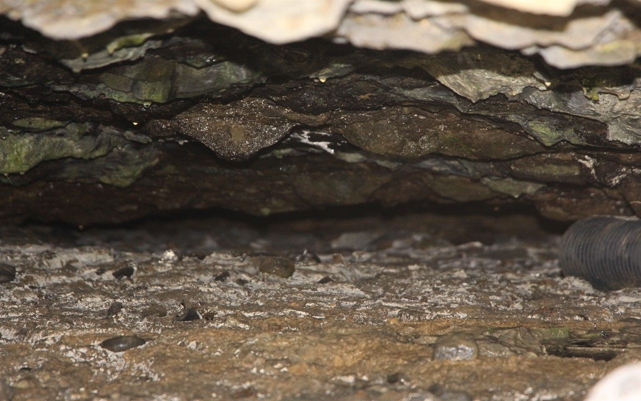 Ayasofya'da mağara keşfedildi! Kemikler bulundu