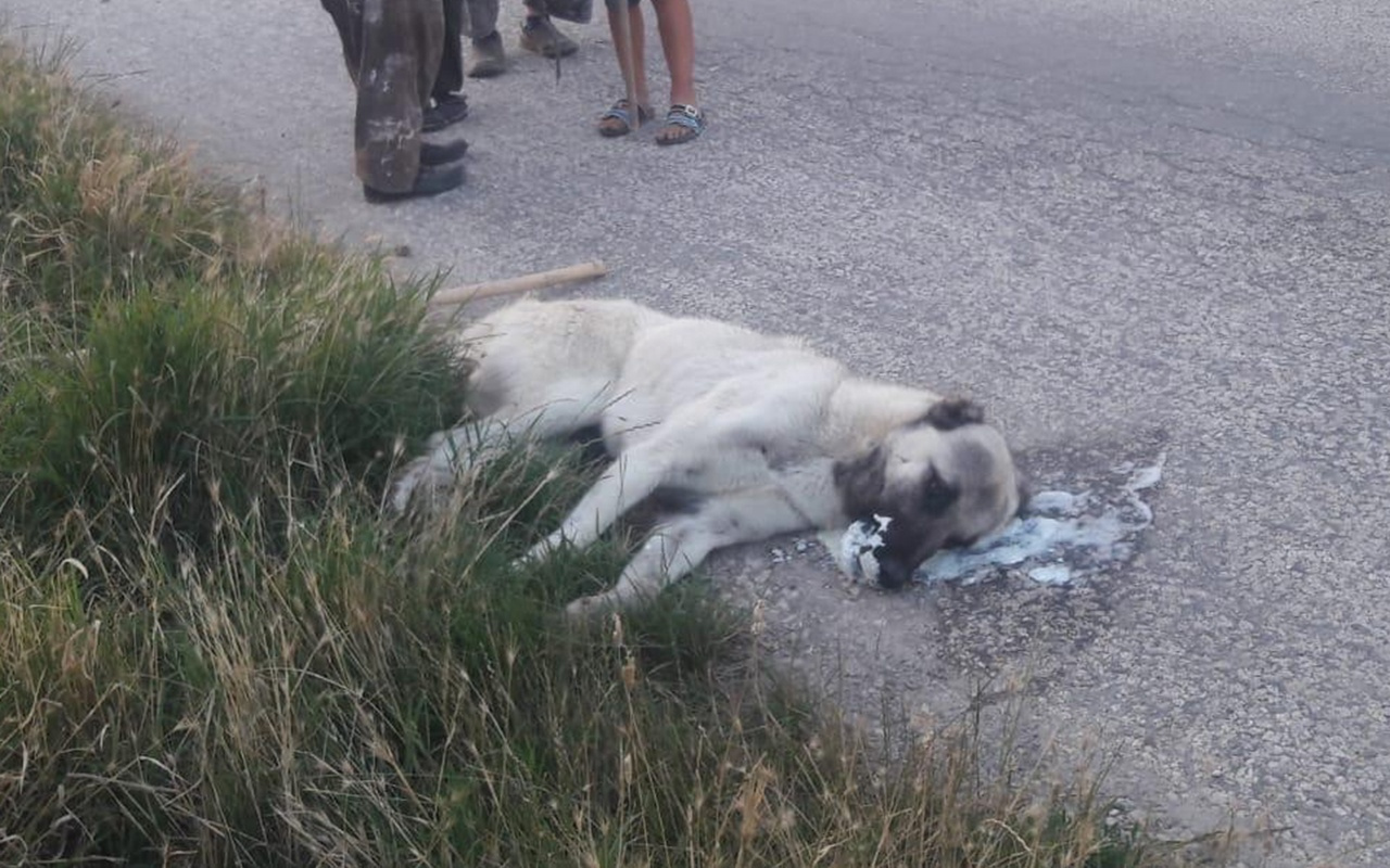 Ankara'da sokak köpeklerini zehirleyerek öldürdüler