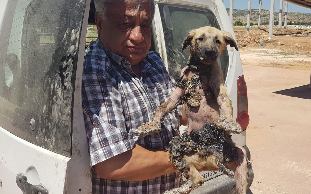 Yavru köpeğin başına bakın neler geldi