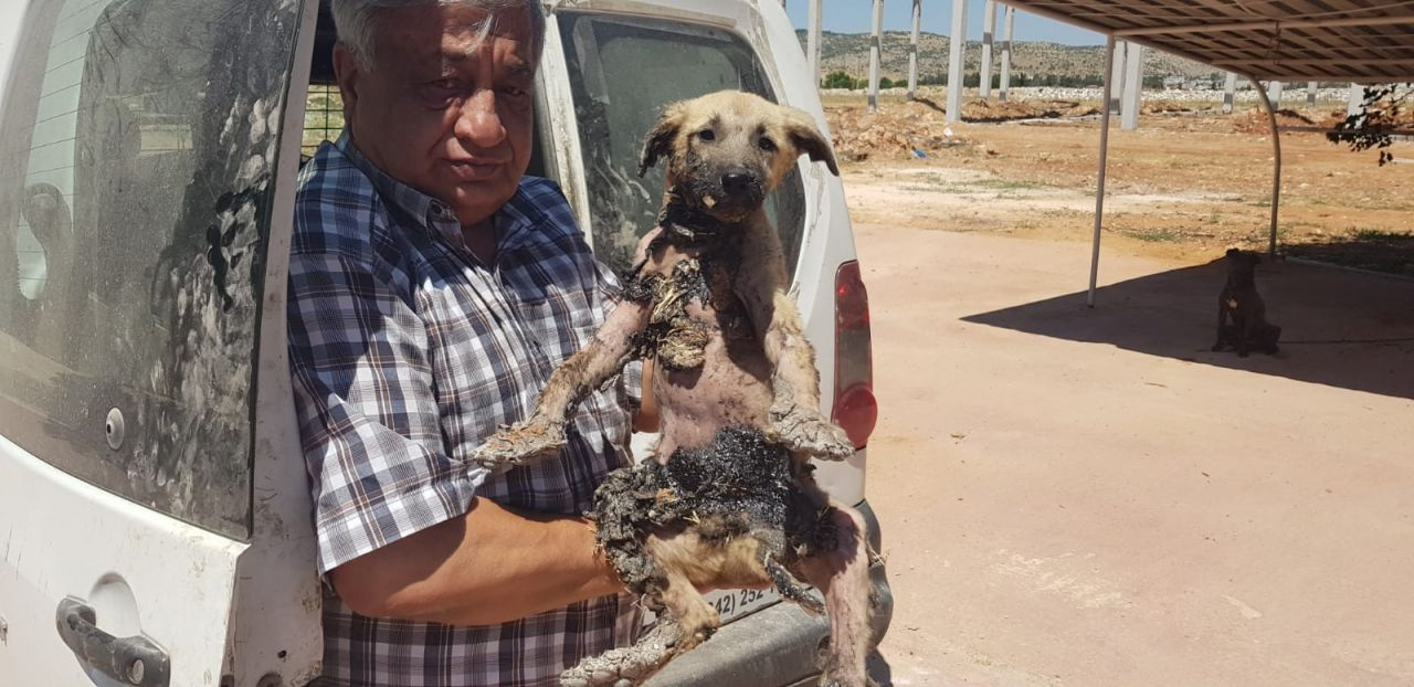 Gaziantep'te yavru köpeğin başına gelmeyen kalmadı