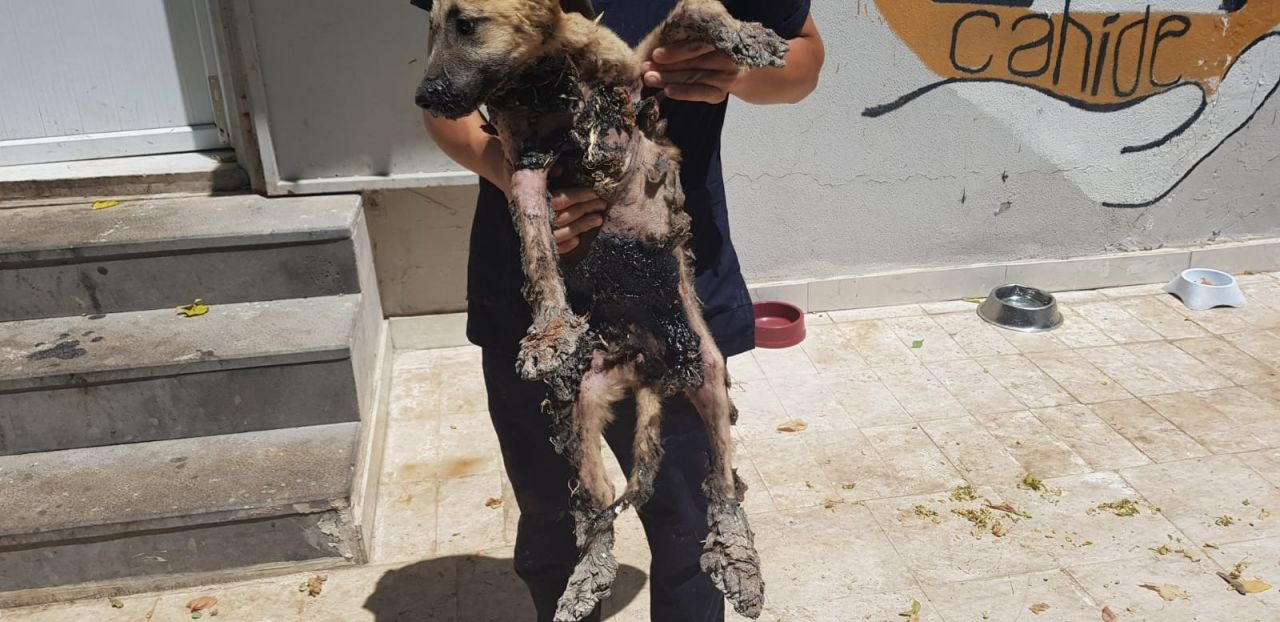 Gaziantep'te yavru köpeğin başına gelmeyen kalmadı