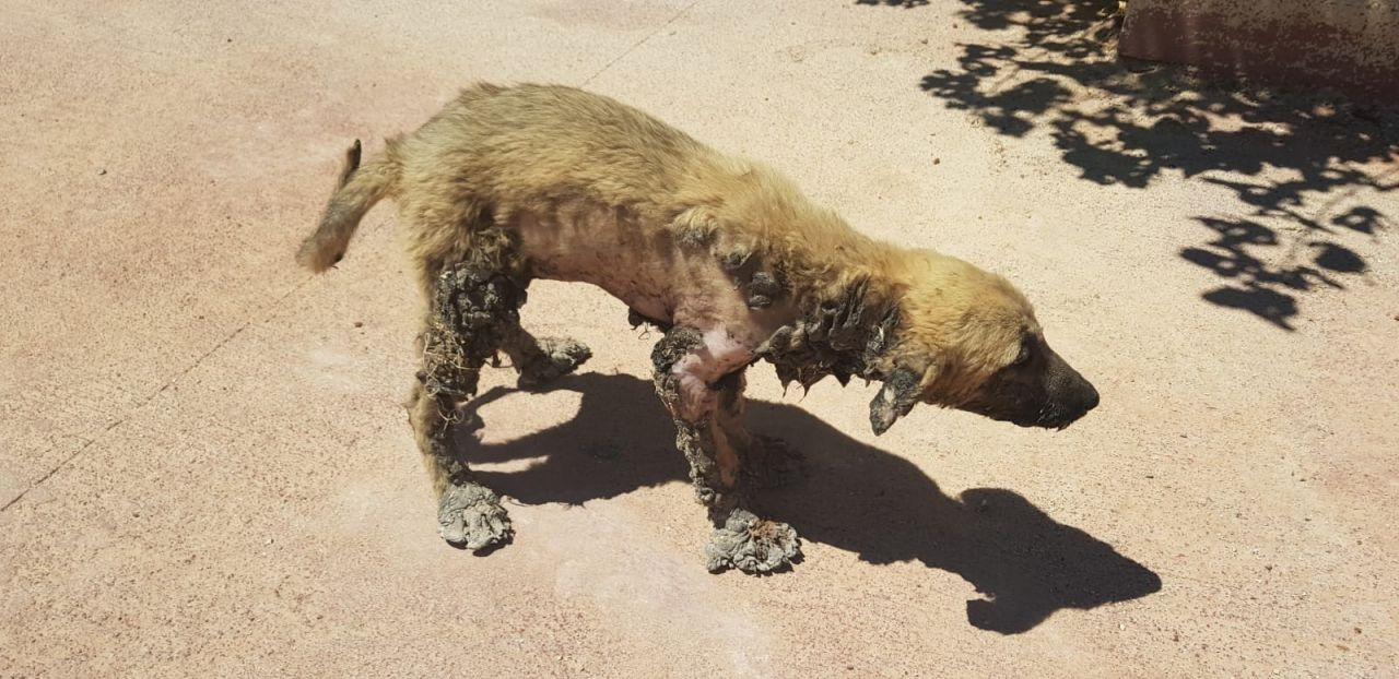 Gaziantep'te yavru köpeğin başına gelmeyen kalmadı