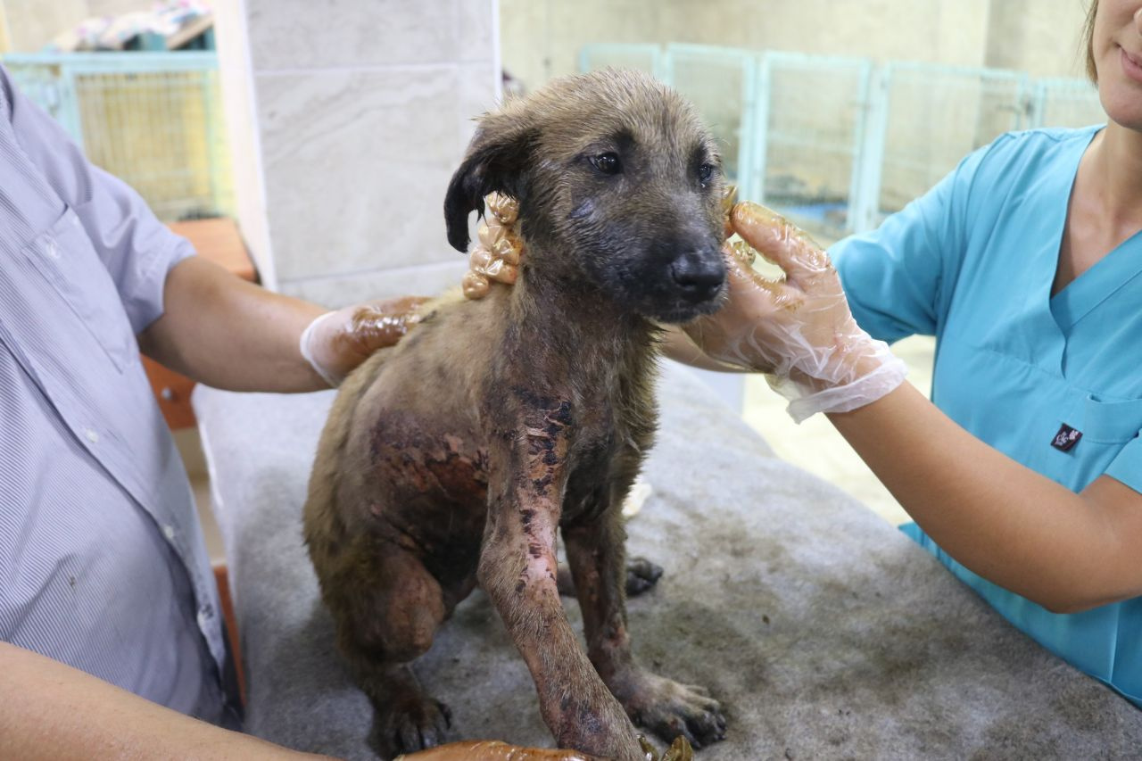 Gaziantep'te yavru köpeğin başına gelmeyen kalmadı