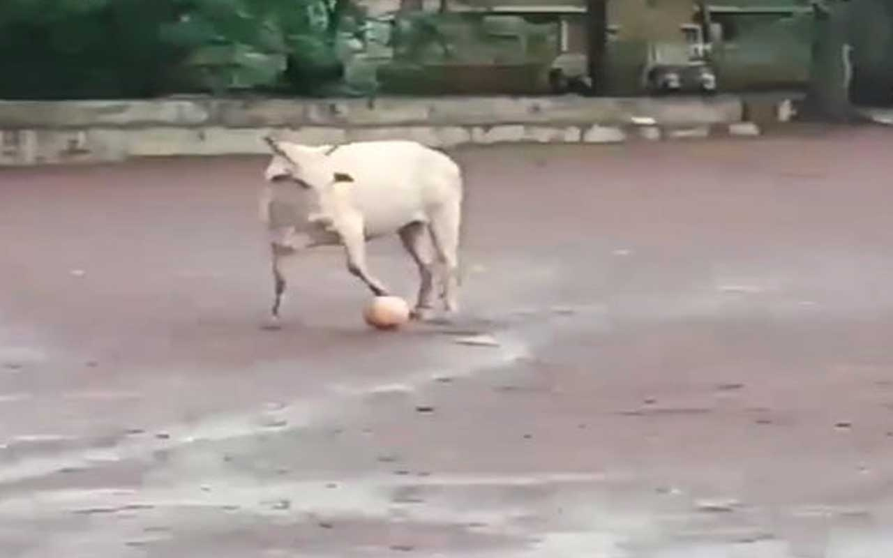 Hindistan'da topla oynayan inek sosyal medyayı salladı