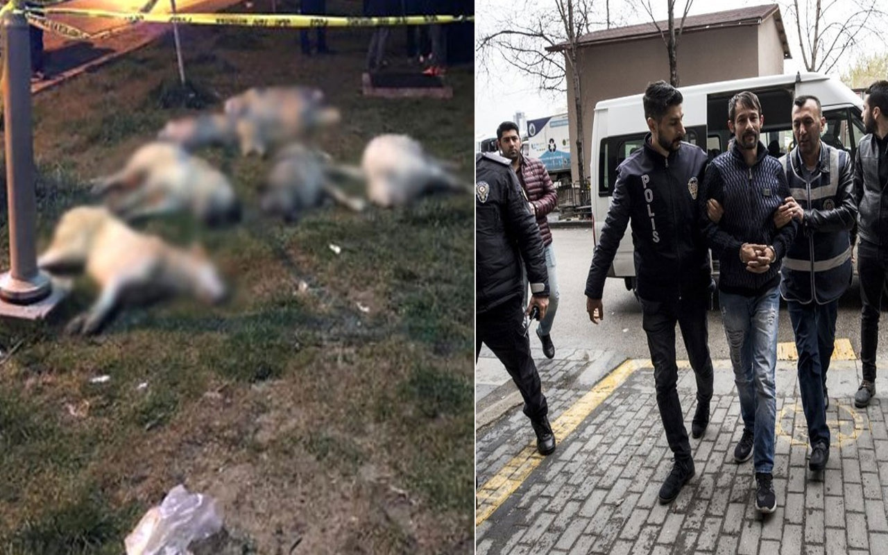 Ankara Yenimahalle'de 16 köpeği  zehirlemişlerdi! Ağır cezada yargılanacaklar
