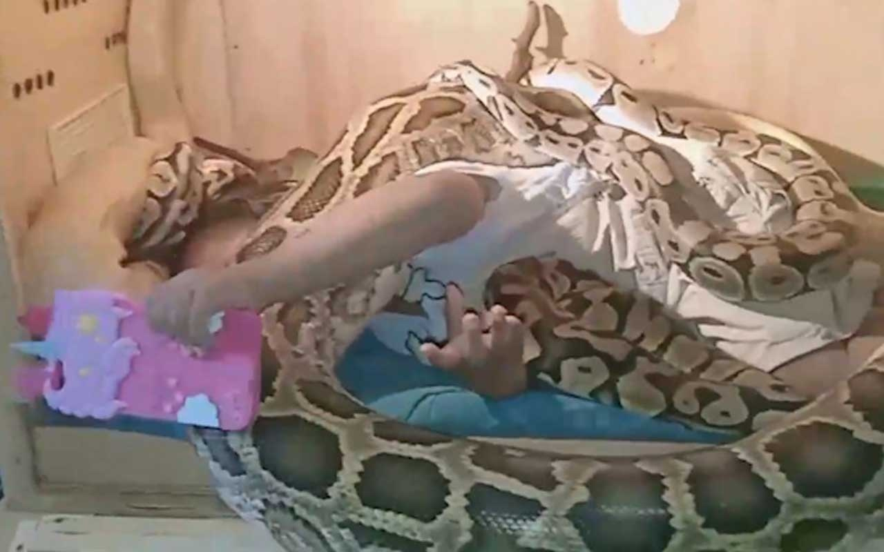 Endonezya'da 3 yaşındaki çocuk dev yılanlara emanet!