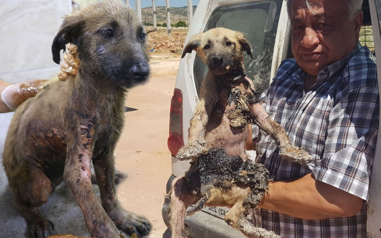 Gaziantep'te yavru köpeğin başına gelmeyen kalmadı