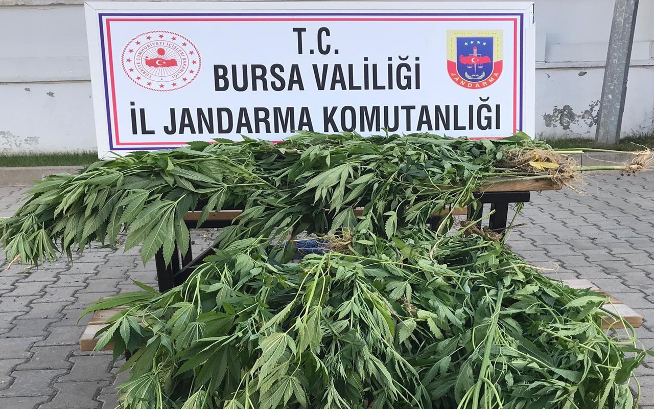 Bursa’da 660 kök kenevir yakalandı