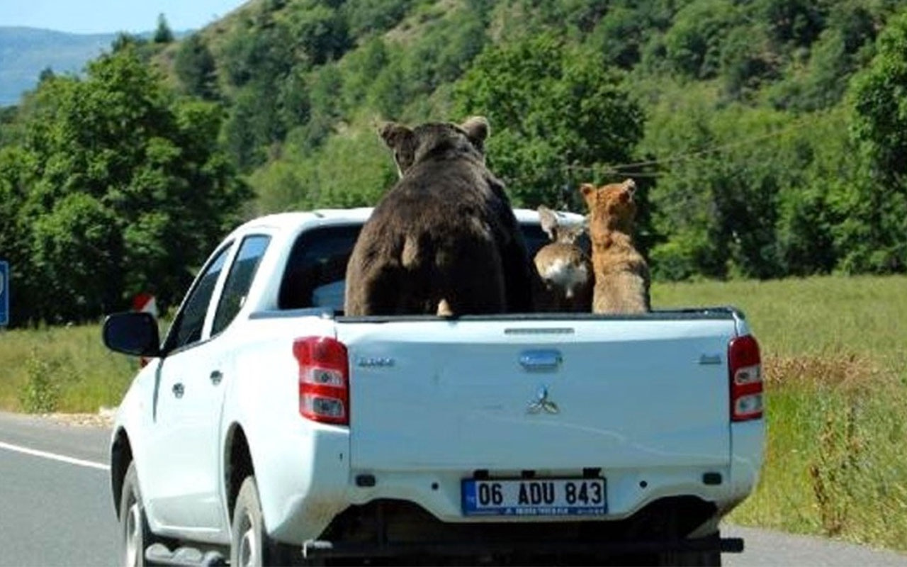 Çankırı'da kamyonet kasasındaki vahşi hayvanları görenler şaştı kaldı
