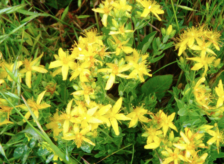 Yağı da bir o kadar etkili olan kantaron çiçeğinin mucizevi faydaları