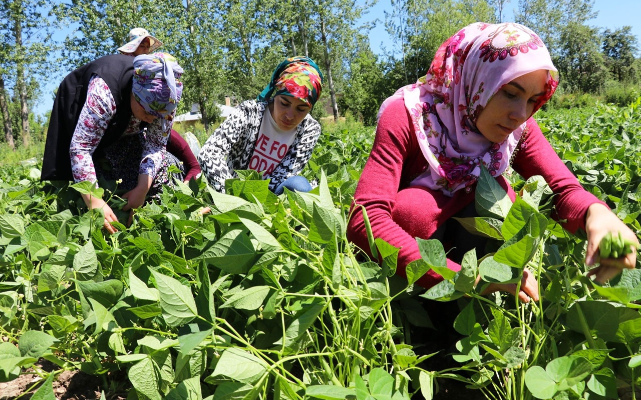 Van Gevaş'ta 15 bin ton üretiliyor! Doğu illerinden bu fasulyeye rağbet çok