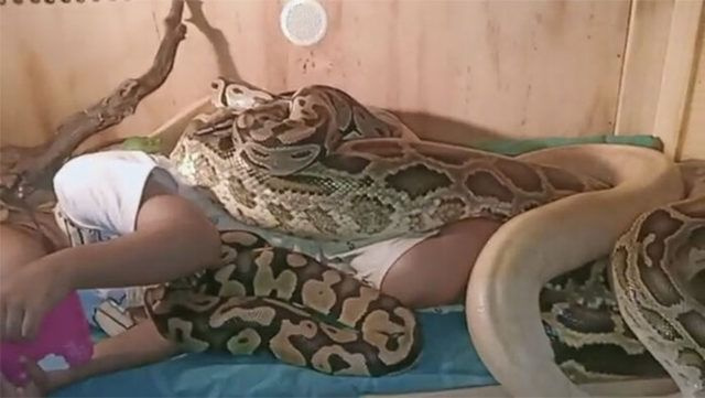 Sosyal medyada olay oldu! Devasa yılanlar Endonezya'da küçük kızın bedenini böyle sardı