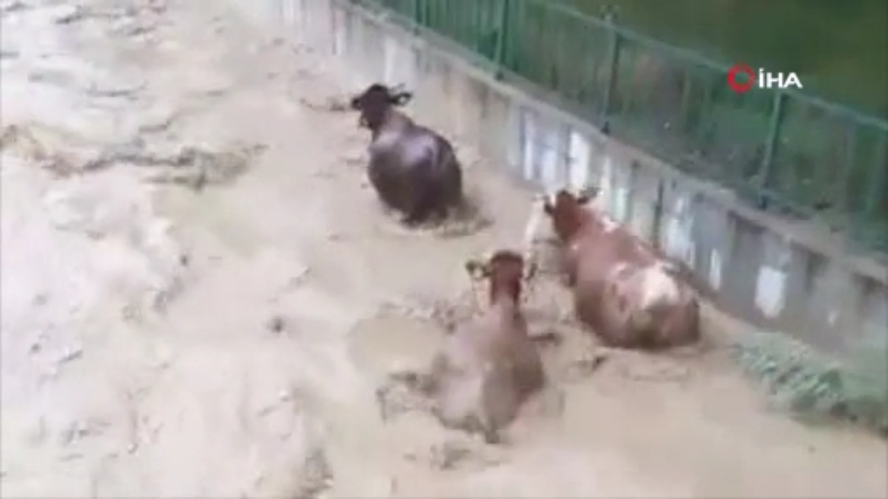 Kastamonu Taşköprü'de hayvanlar sele kapıldı