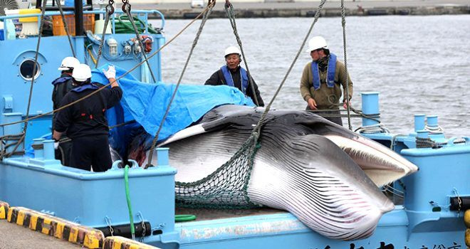 Japonya'da balina etleri 33 yıl sonra ilk kez satışa çıkarıldı