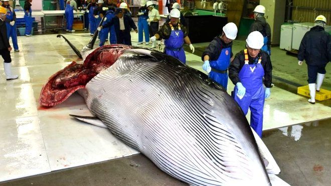 Japonya'da balina etleri 33 yıl sonra ilk kez satışa çıkarıldı