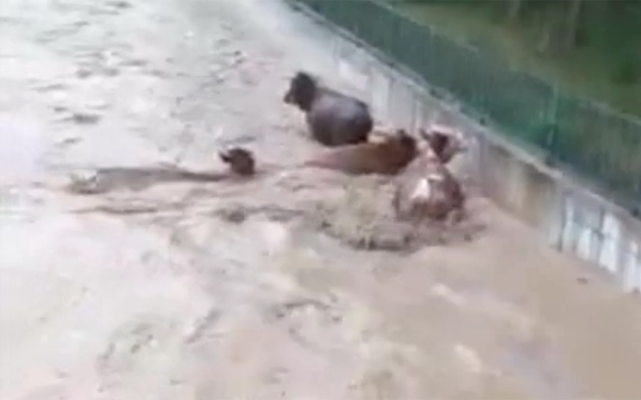 Kastamonu Taşköprü'de hayvanlar sele kapıldı