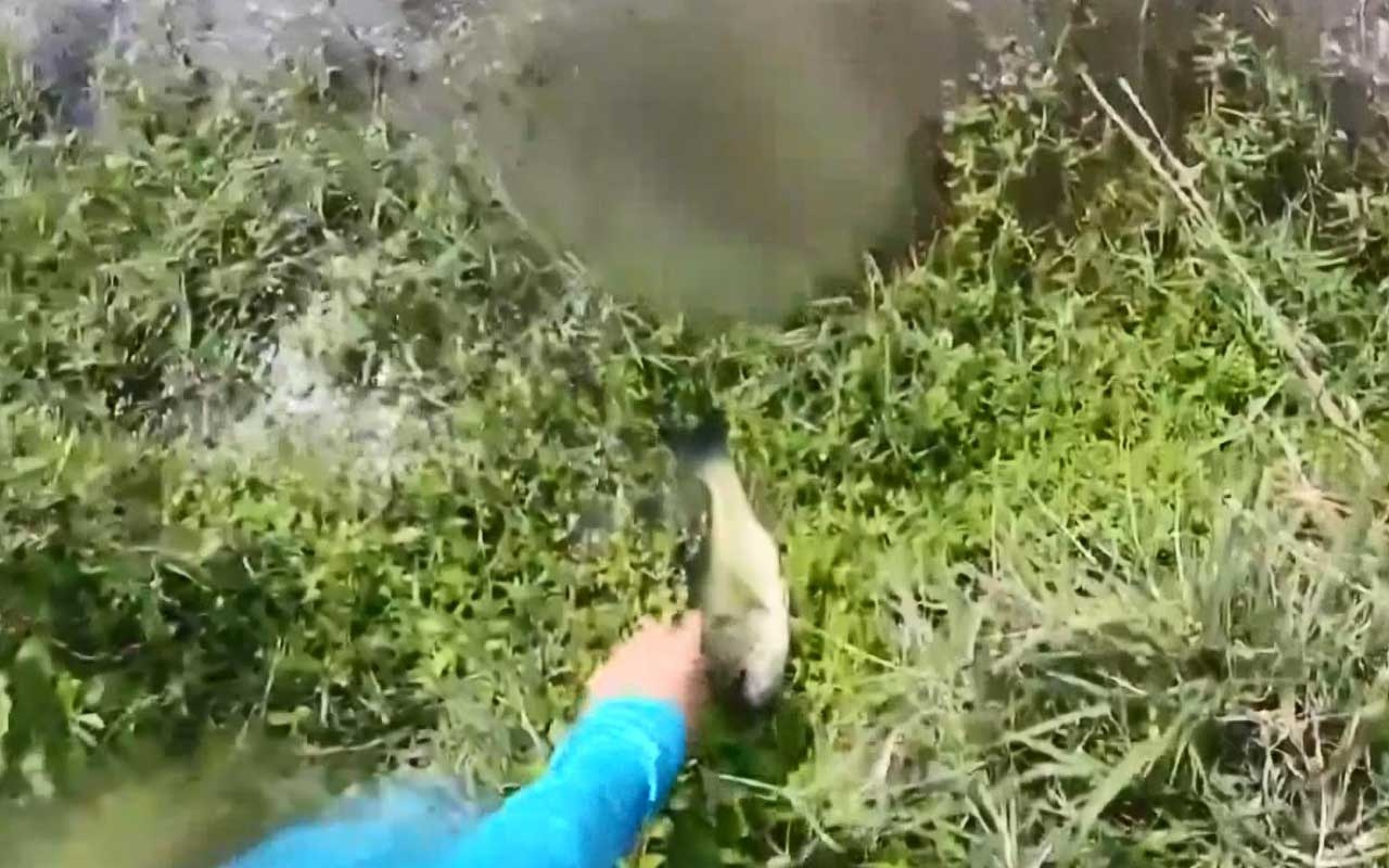 Avladığı balığı alırken az kalsın timsaha yem oluyordu