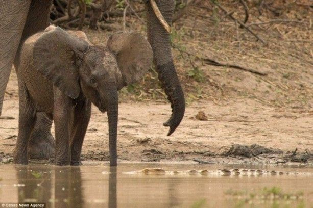 Timsah yavru fili yakaladı! Annesi kendini feda etmekten çekinmedi