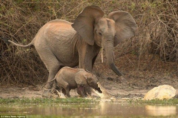 Timsah yavru fili yakaladı! Annesi kendini feda etmekten çekinmedi