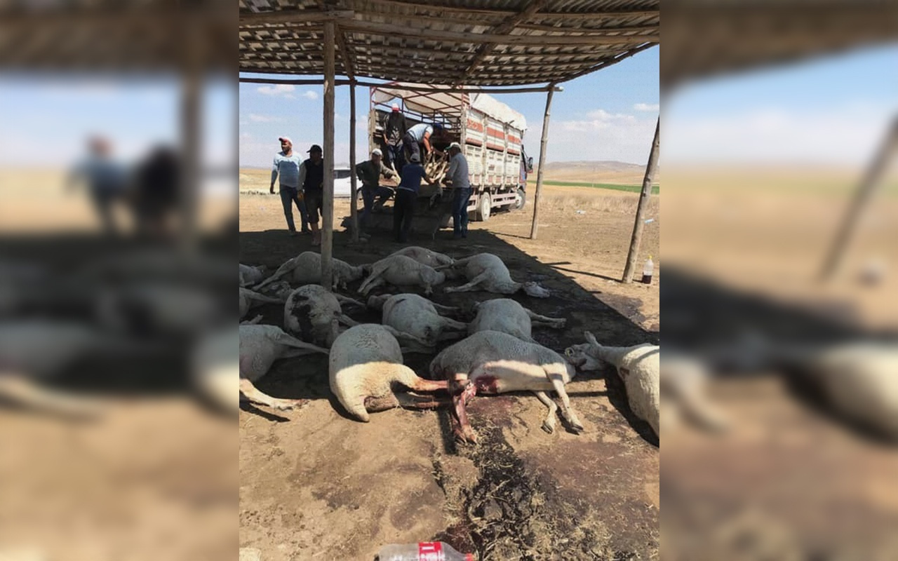 Ankara Polatlı'daki hayvan ölümlerinin nedeni belli oldu