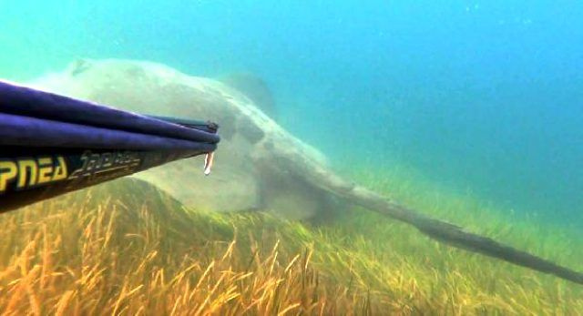 Rekortmen dalgıç Çanakkale'de 3 metre boyundaki zehirli vatozla burun buruna geldi