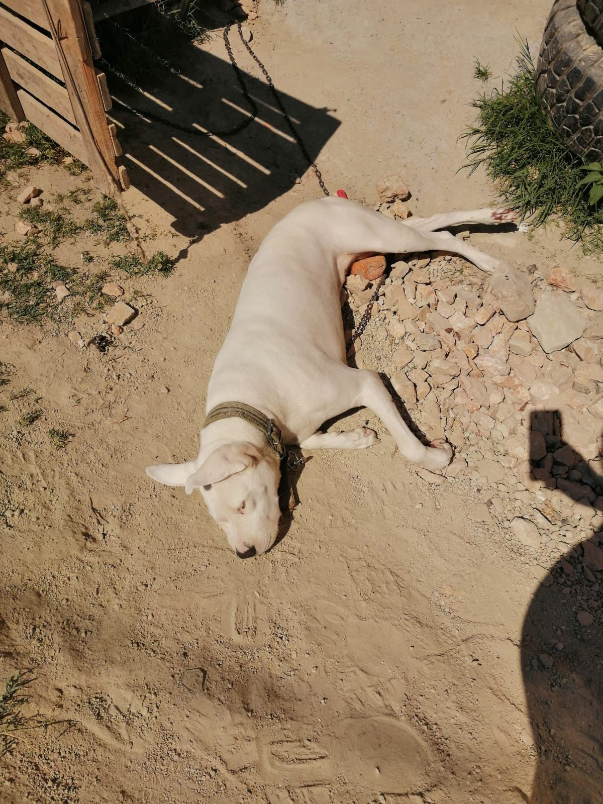 Terapi köpeği 'Mandalina'ya komşu kurşunu! Sena öldüğünü bilmiyor!