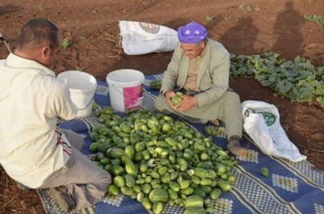 Patent başvurusu! Şelengo'nun dışı karpuza, içi kavuna, tadı ise salatalığa benziyor