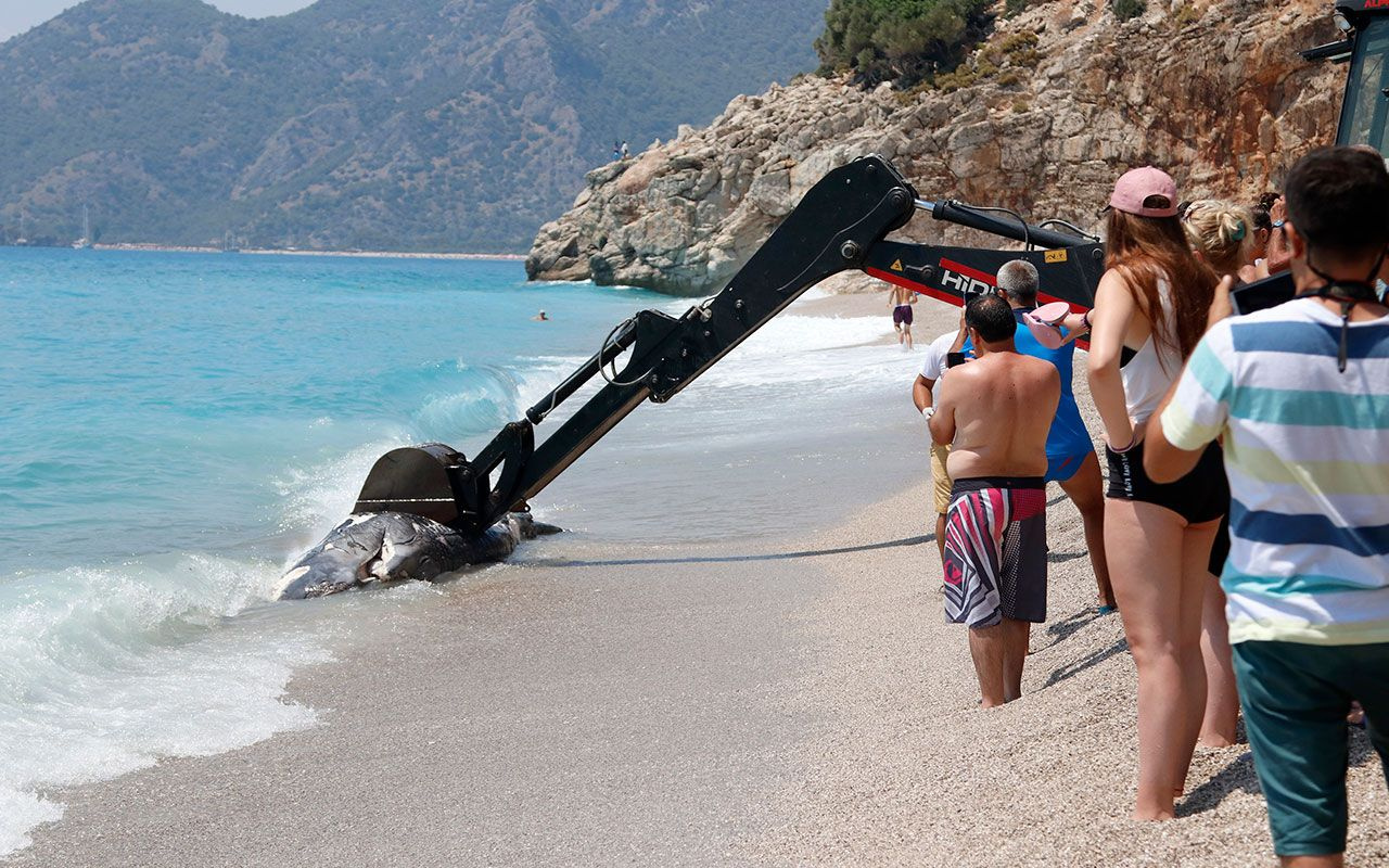 Muğla Fethiye'de ölü balina kıyıya vurdu