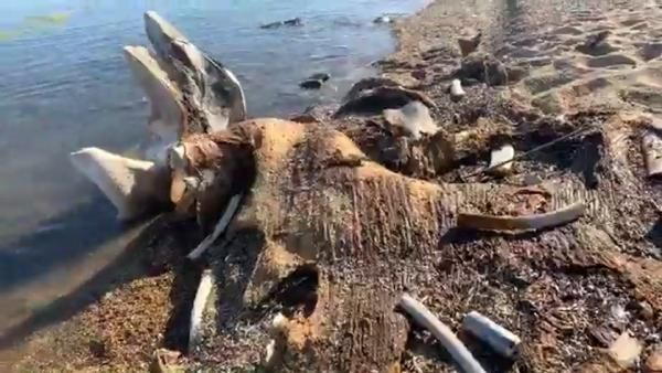 Tatilciler şaşırdı! Deniz kıyısında devasa kemikler bulundu