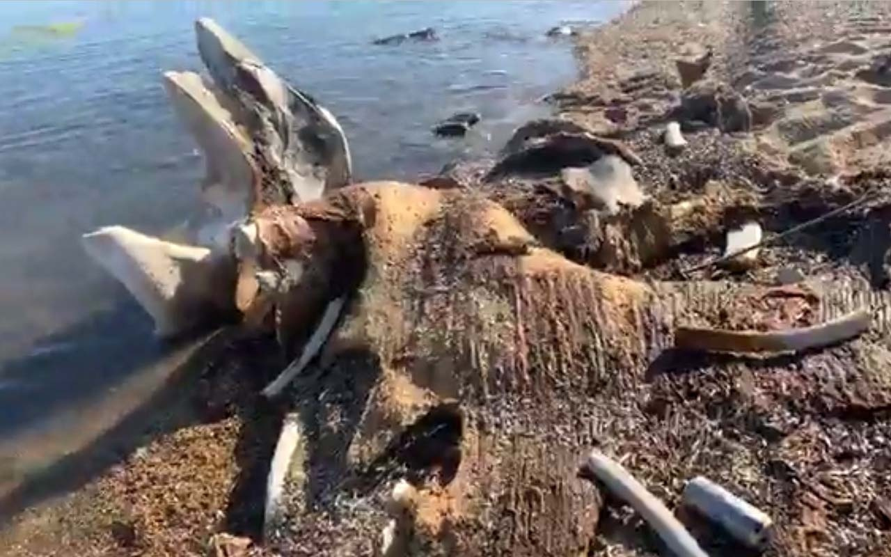 Tatilciler şaşırdı! Deniz kıyısında devasa kemikler bulundu
