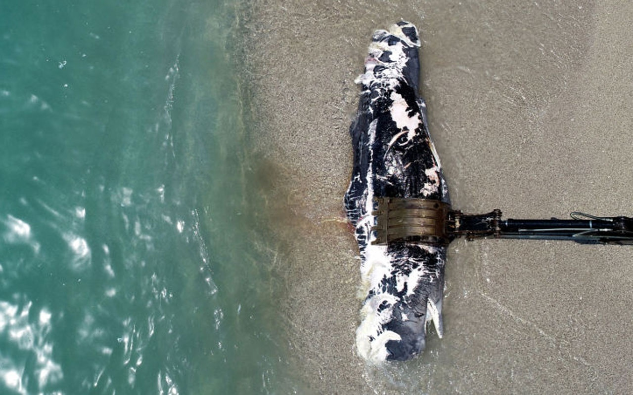 Ölüdeniz'de üç metre uzunluğundaki balina karaya vurdu! Gören telefona sarıldı