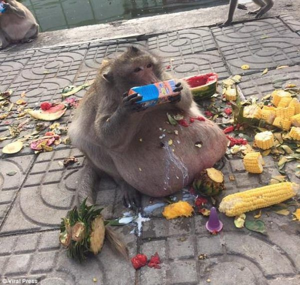 Obez maymunu diyet kampına yolladılar! Önce yemekleri çaldı sonra firar etti