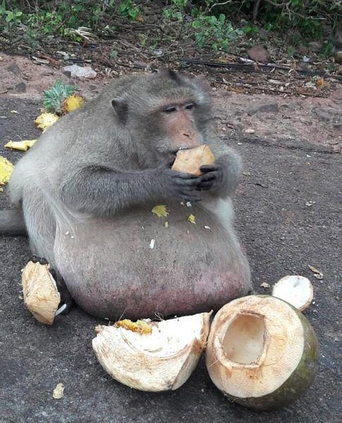 Obez maymunu diyet kampına yolladılar! Önce yemekleri çaldı sonra firar etti