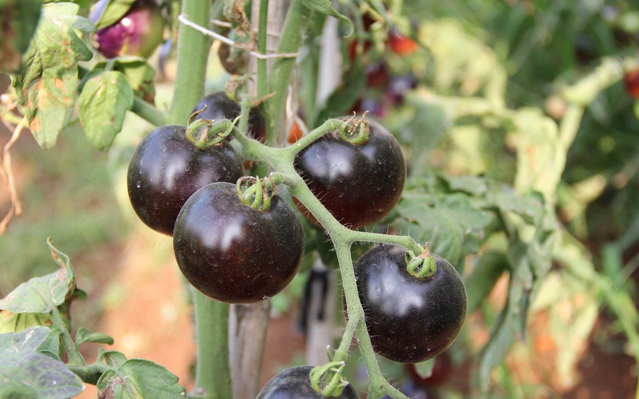 Mersin'de bu domatesleri gönüllüler yetiştiriyor rengini görenler şaşırıyor