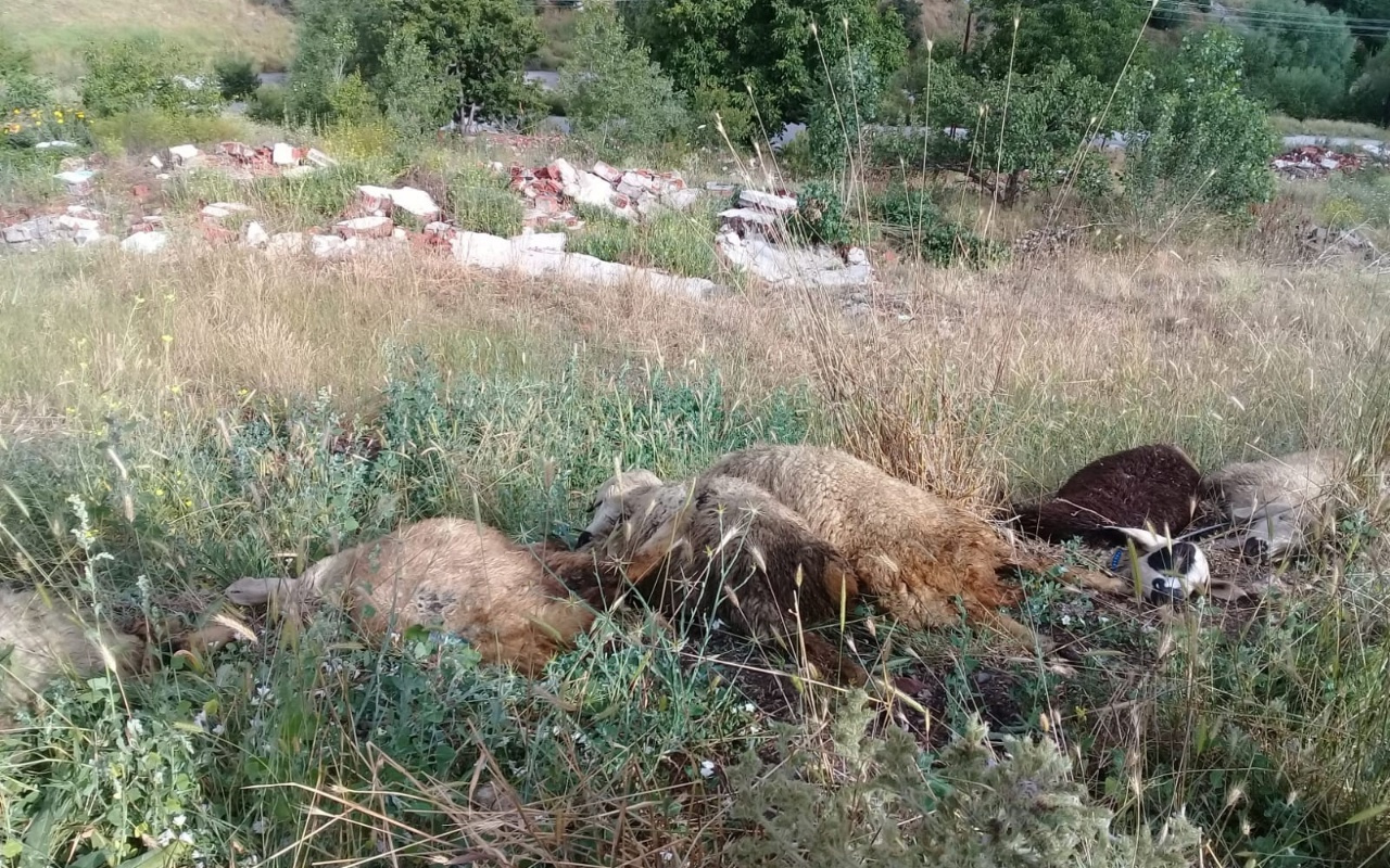 Ankara'da elektrik kablosuna basan 10 koyun telef oldu