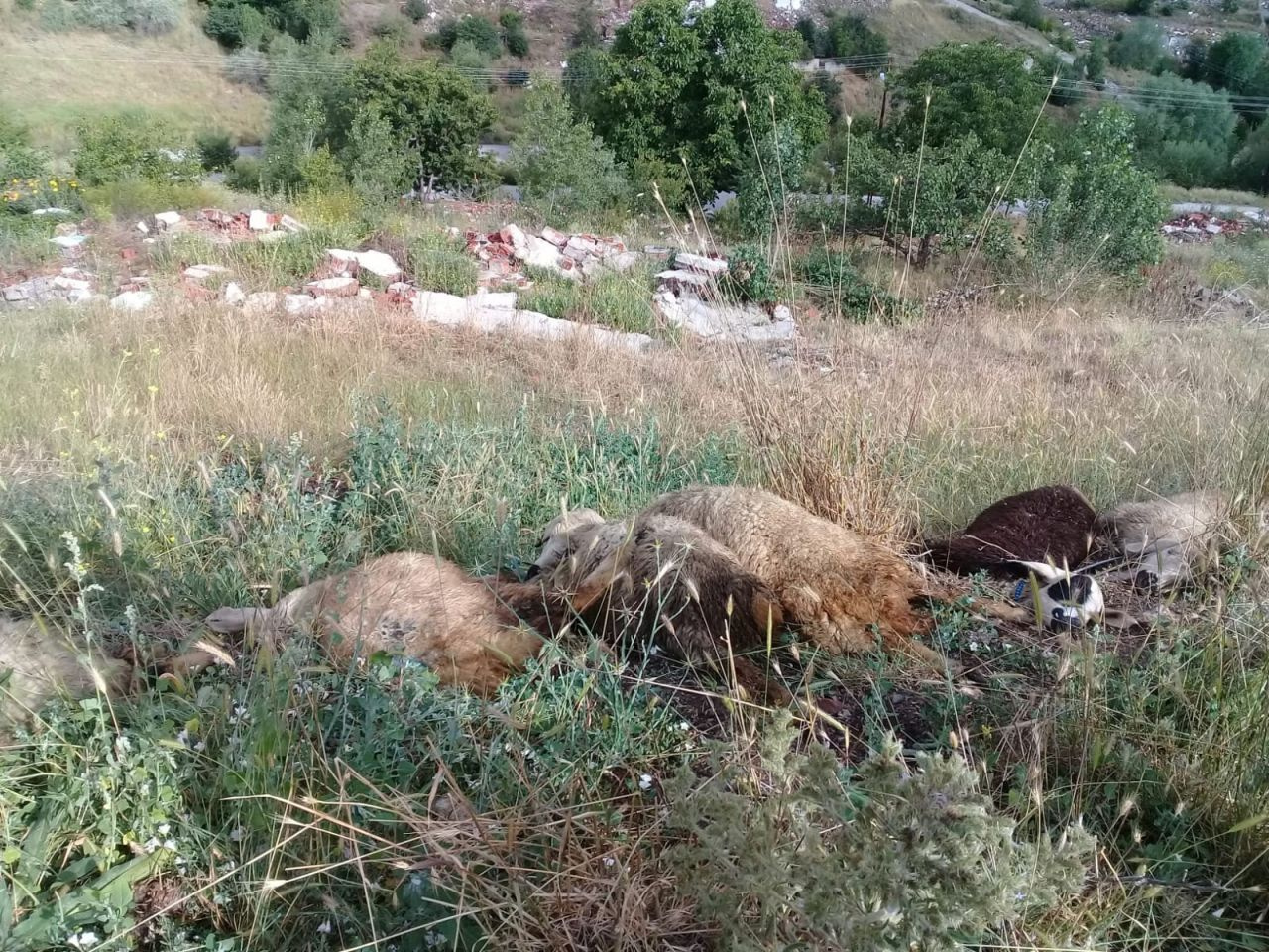 Ankara'da elektrik kablosuna basan 10 koyun telef oldu