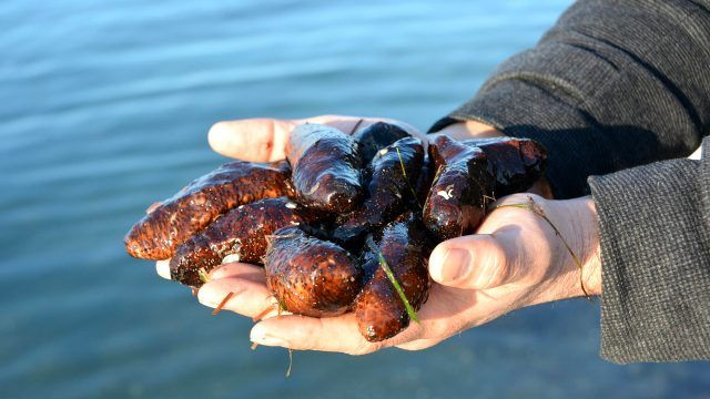 İzmir'de yasak olmasına rağmen avlıyorlar! Gecede 20 bin lira kazanç