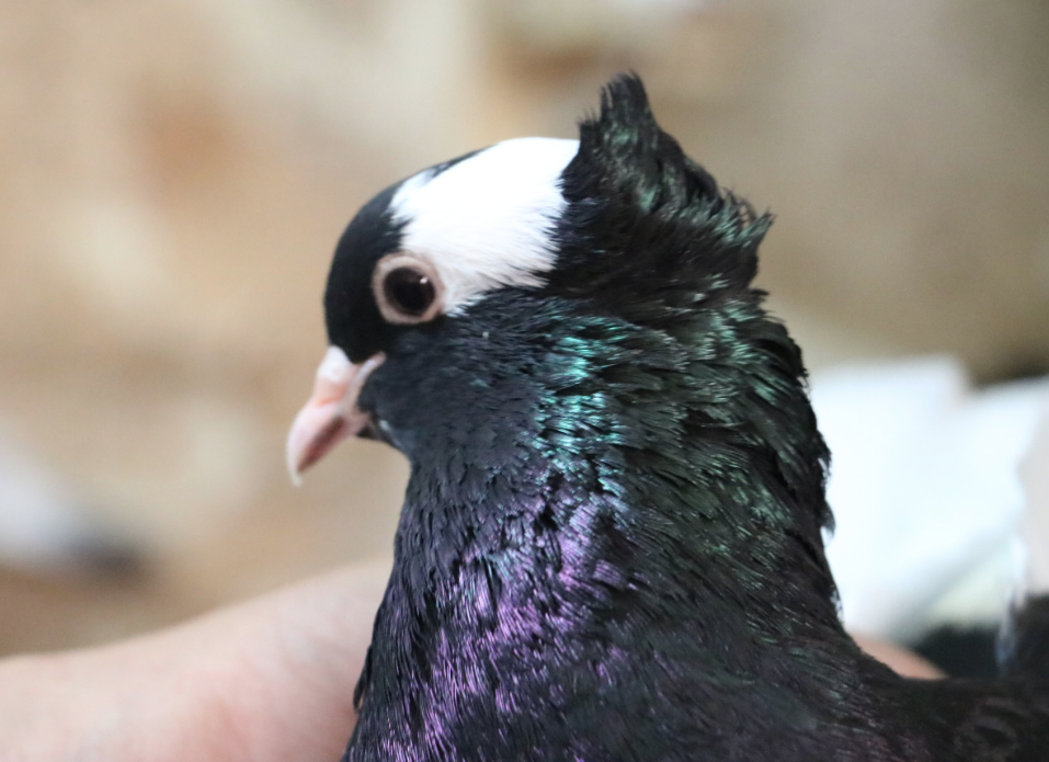 Şanlıurfa'da tanesi 600 TL! İki gözü de farklı renkte olan güvercin Van kedisine rakip