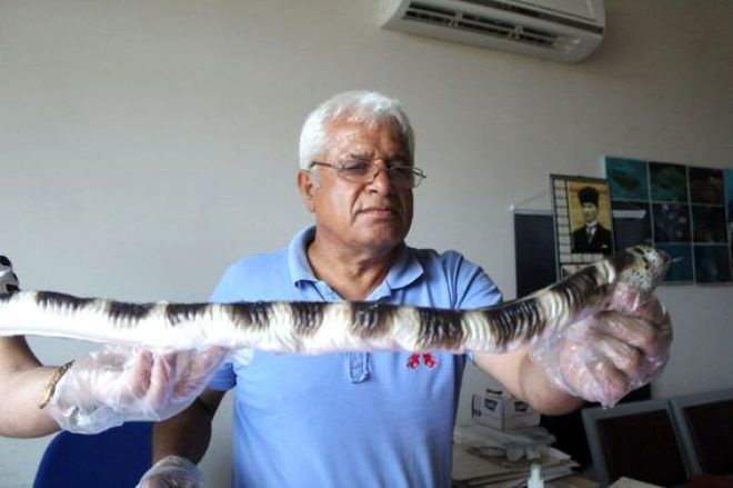 Balıkçıları korkutan av! Atlas Okyanusu'nu geçti ilk kez Antalya'da görüldü
