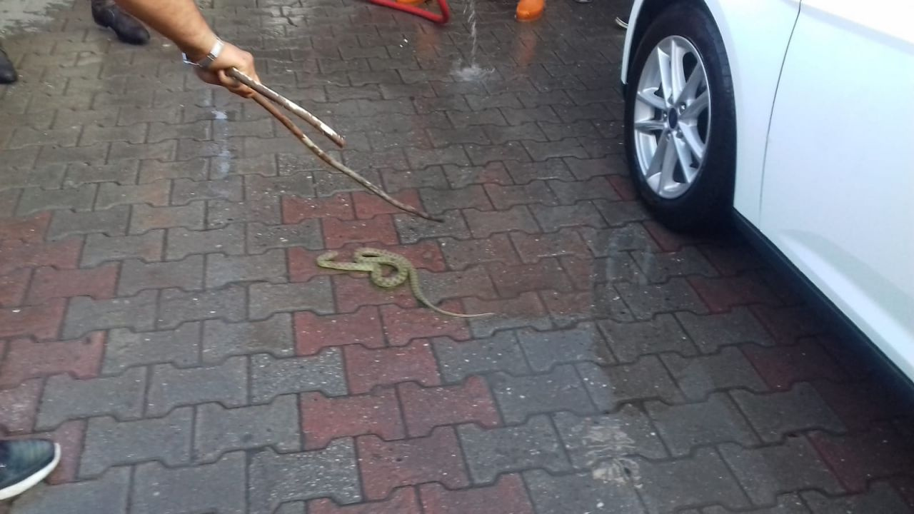 Kart'ta Park halindeki otomobile giren yılanı itfaiye çıkarttı