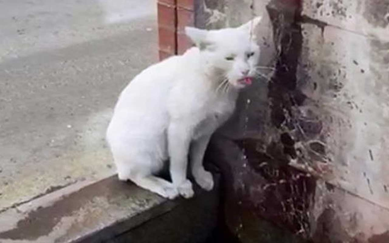 Sevimli kedi, susuzluğunu hayrattan akan suyla giderdi