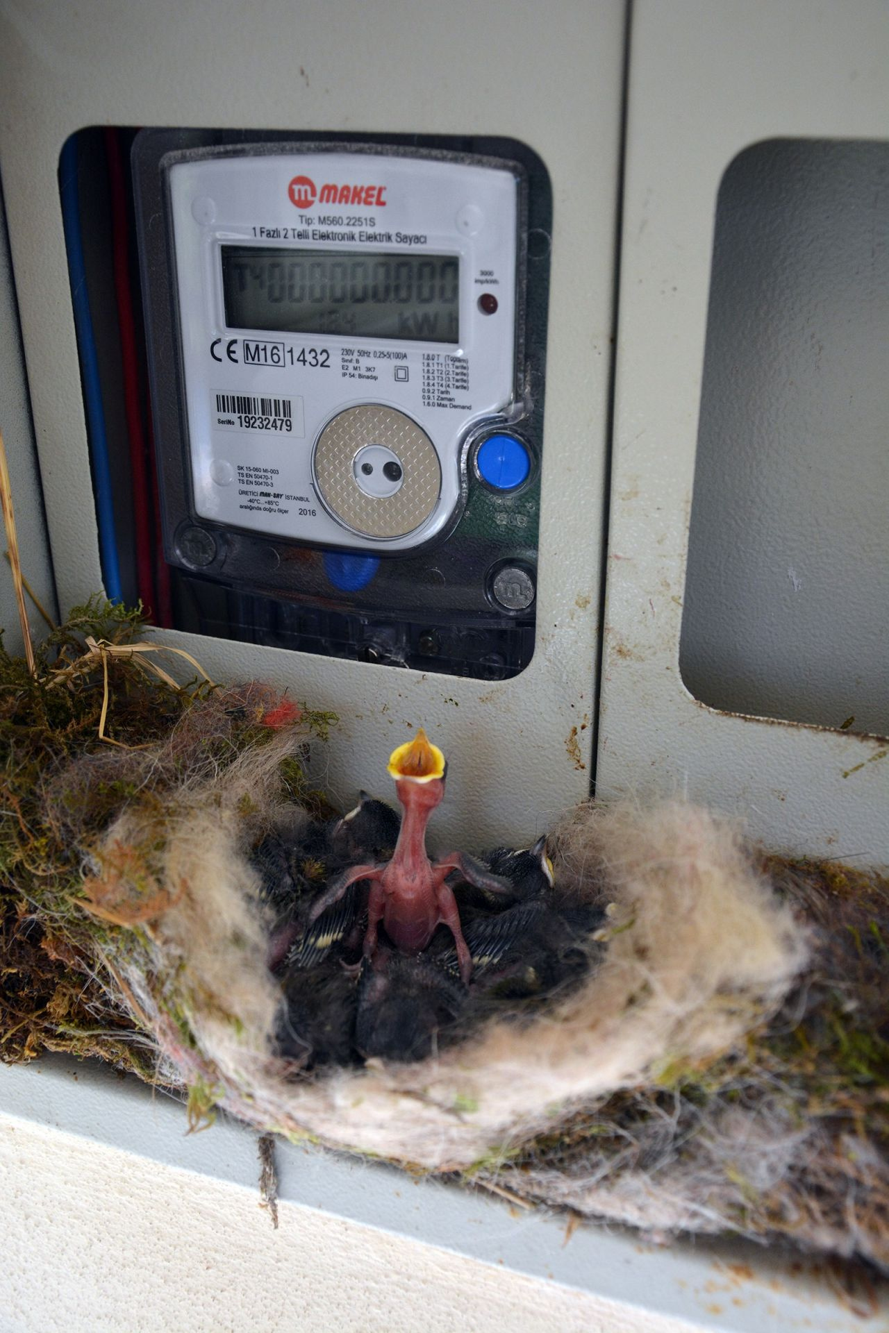 Ordulu kadının örnek duyarlılığı! Kuş elektrik saatine yuva yapınca elektriği kesti!