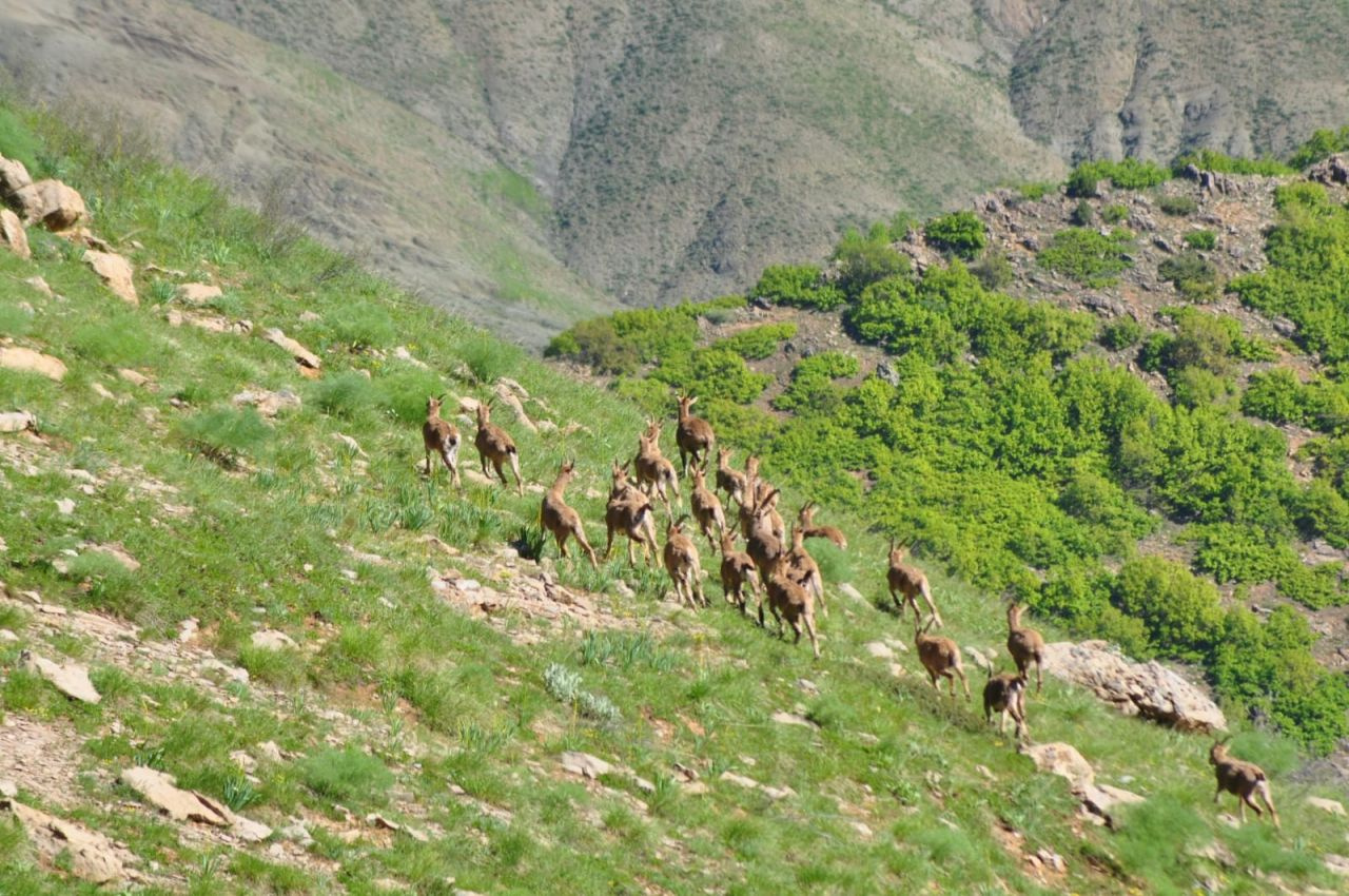 Munzur Dağı'nın zirvesinde Bezuvar dağ keçileri